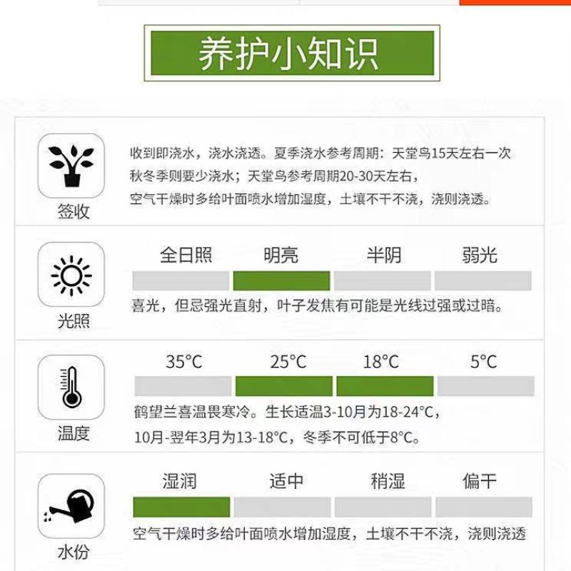 阳台天堂鸟盆栽鹤望兰苗极乐鸟花苗四季花卉室内绿植物吸甲醛