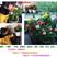 8年四季玫瑰花苗老桩盆栽花卉庭院阳台室内蔷薇