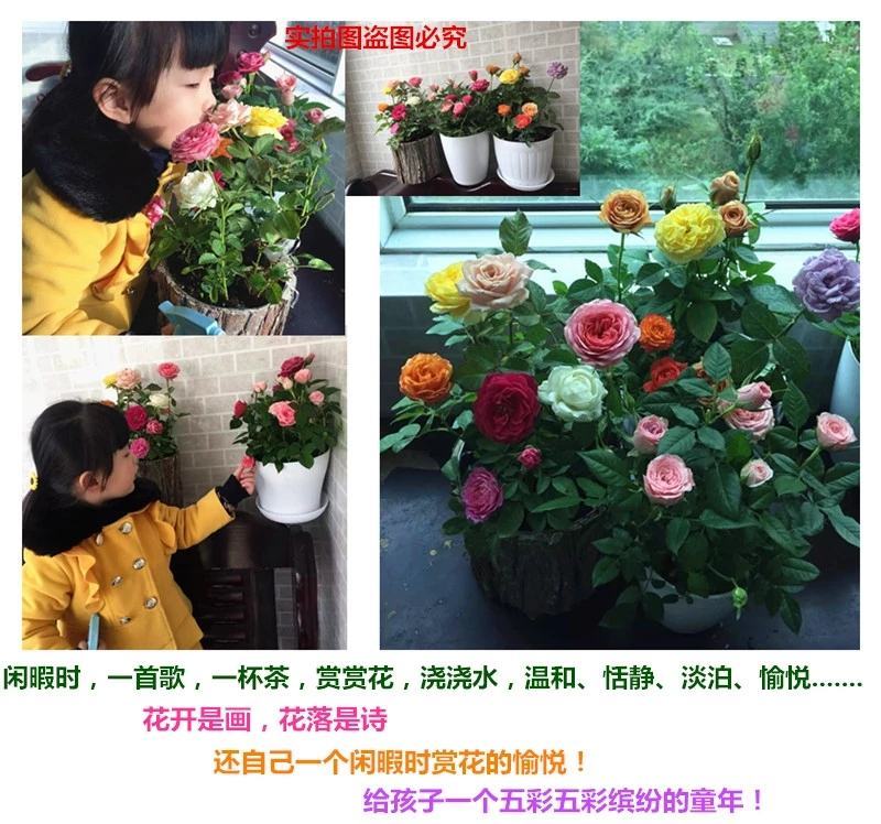 8年四季玫瑰花苗老桩盆栽花卉庭院阳台室内蔷薇