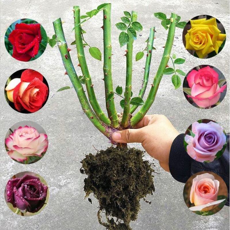 8年四季玫瑰花苗老桩盆栽花卉庭院阳台室内蔷薇