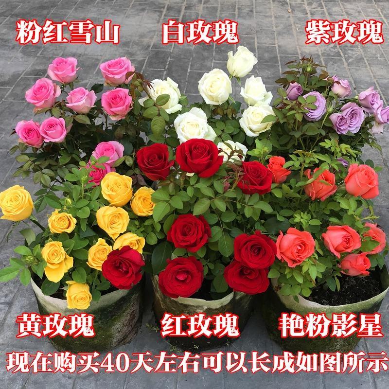 8年四季玫瑰花苗老桩盆栽花卉庭院阳台室内蔷薇