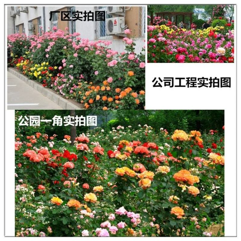 8年四季玫瑰花苗老桩盆栽花卉庭院阳台室内蔷薇