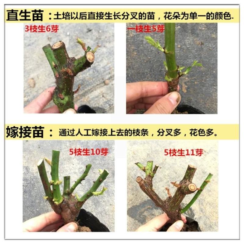 8年四季玫瑰花苗老桩盆栽花卉庭院阳台室内蔷薇