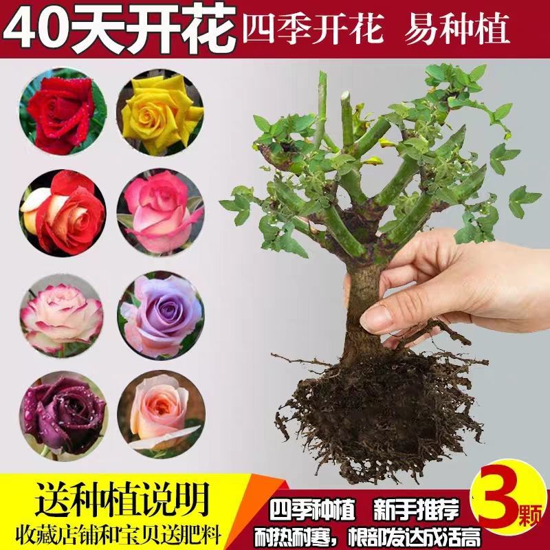 8年四季玫瑰花苗老桩盆栽花卉庭院阳台室内蔷薇