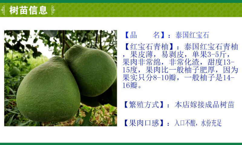泰国红宝石青柚苗嫁接苗包正宗带叶子带泥发货