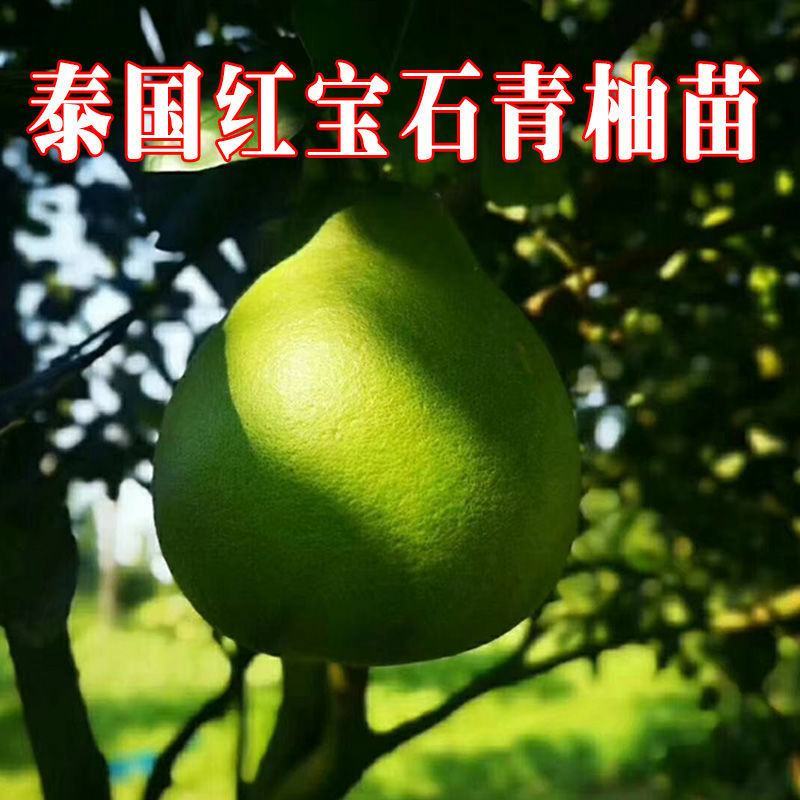 泰国红宝石青柚苗嫁接苗包正宗带叶子带泥发货