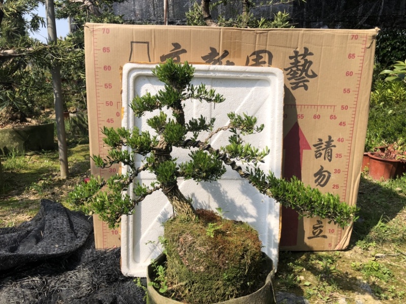 雀舌黄杨5公分盆景🪴批发室内盆景万年青