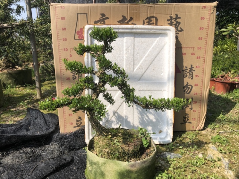 雀舌黄杨5公分盆景🪴批发室内盆景万年青