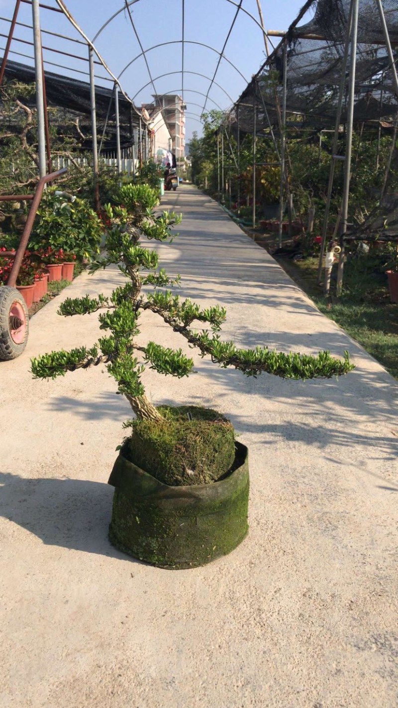 雀舌黄杨5公分盆景🪴批发室内盆景万年青
