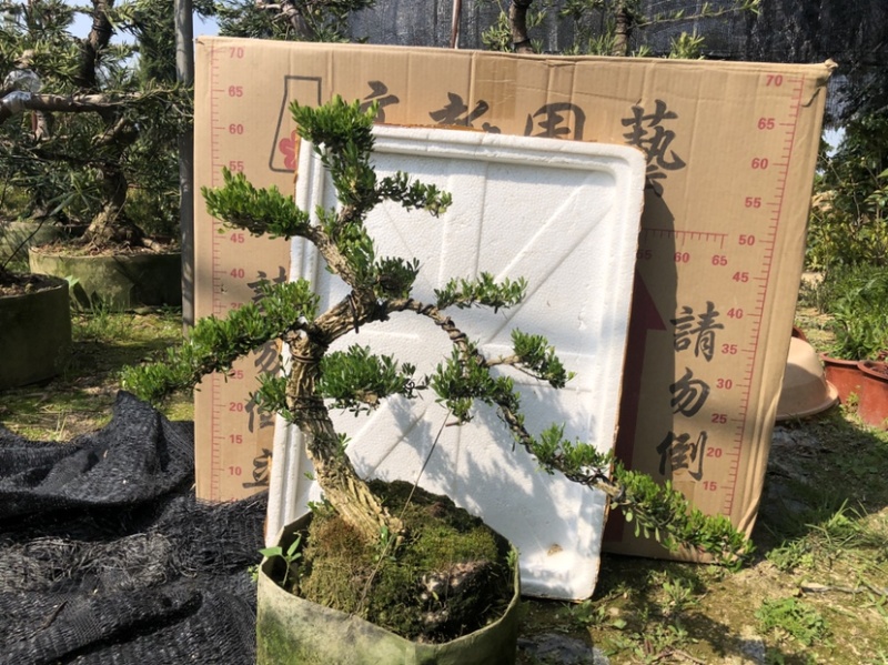 雀舌黄杨5公分盆景🪴批发室内盆景万年青
