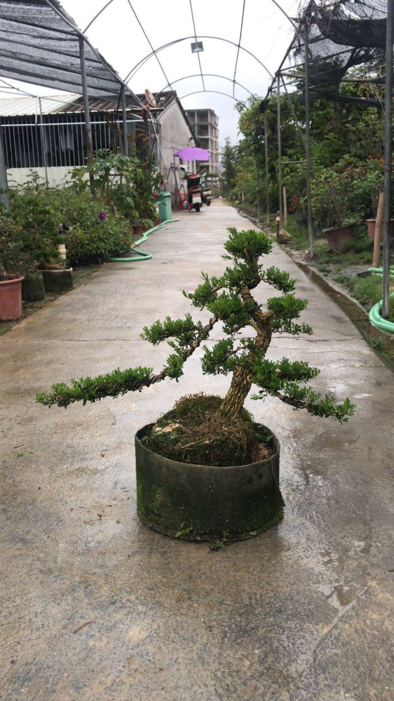 雀舌黄杨5公分盆景🪴批发室内盆景万年青