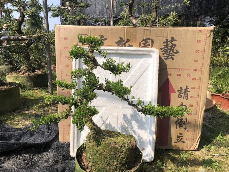 雀舌黄杨5公分盆景🪴批发室内盆景万年青