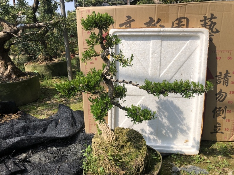 雀舌黄杨5公分盆景🪴批发室内盆景万年青