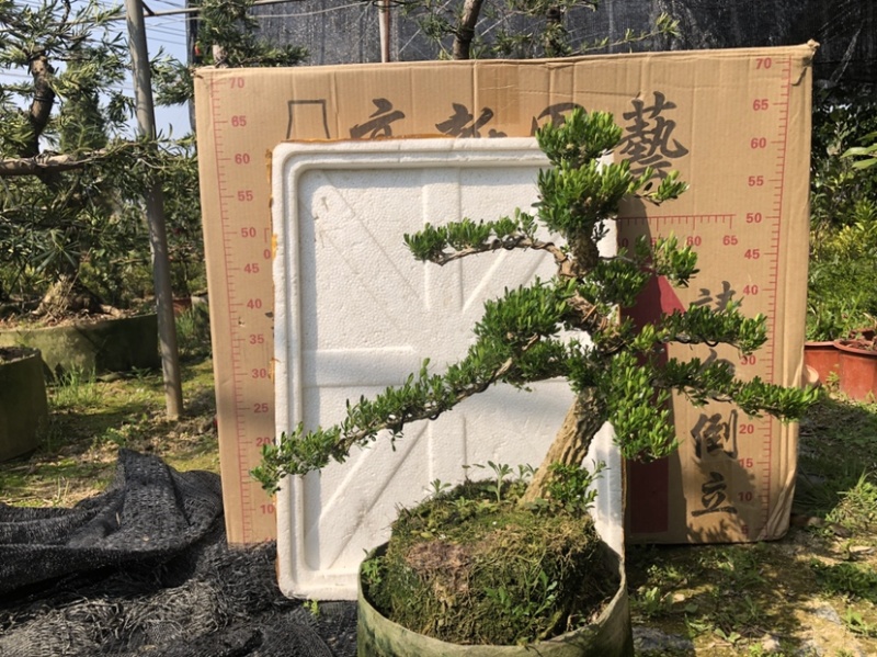 雀舌黄杨5公分盆景🪴批发室内盆景万年青