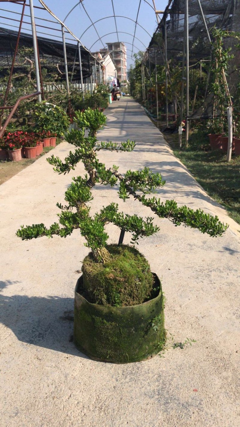 雀舌黄杨5公分盆景🪴批发室内盆景万年青