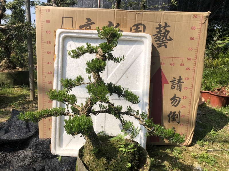 雀舌黄杨5公分盆景🪴批发室内盆景万年青