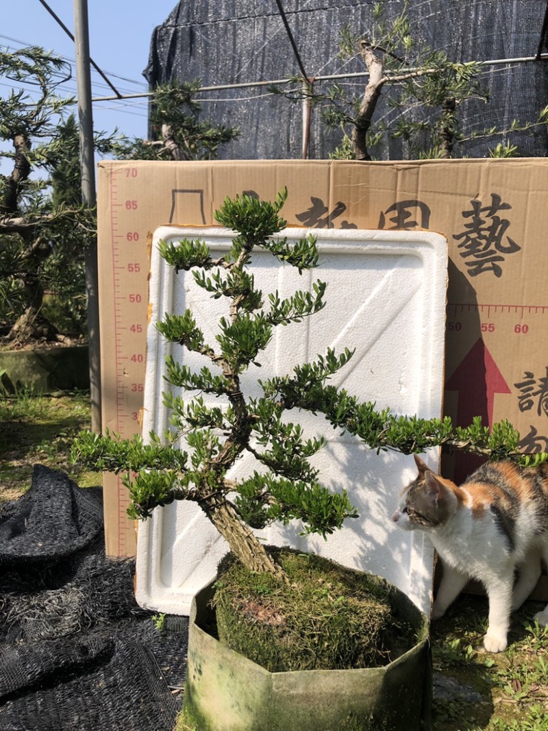 雀舌黄杨5公分盆景🪴批发室内盆景万年青