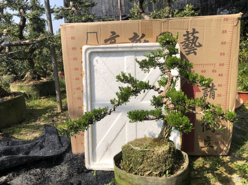 雀舌黄杨5公分盆景🪴批发室内盆景万年青