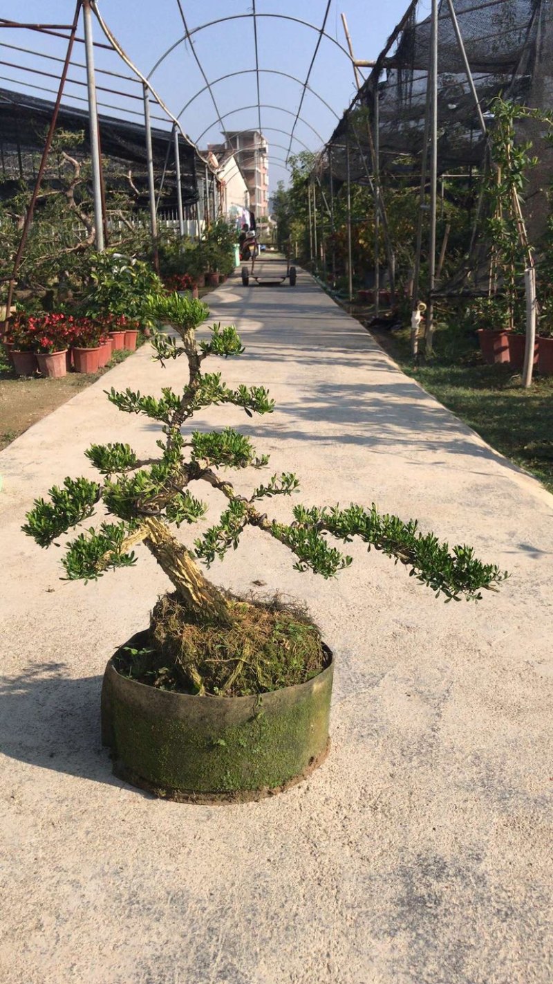 雀舌黄杨5公分盆景🪴批发室内盆景万年青