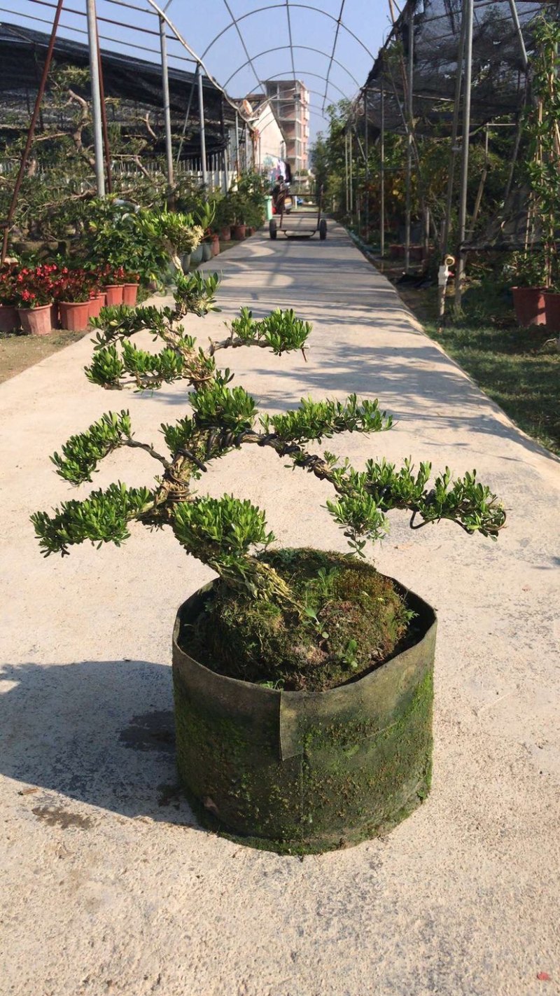 雀舌黄杨5公分盆景🪴批发室内盆景万年青