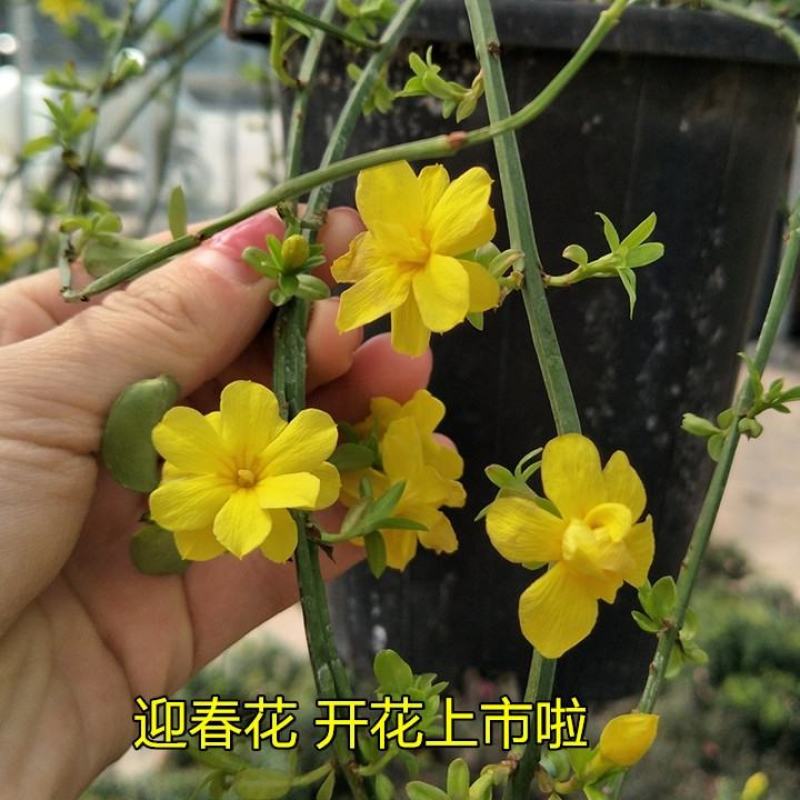 迎春花爬藤植物云南黄馨盆栽长春花苗常青开花护坡花卉爬山虎