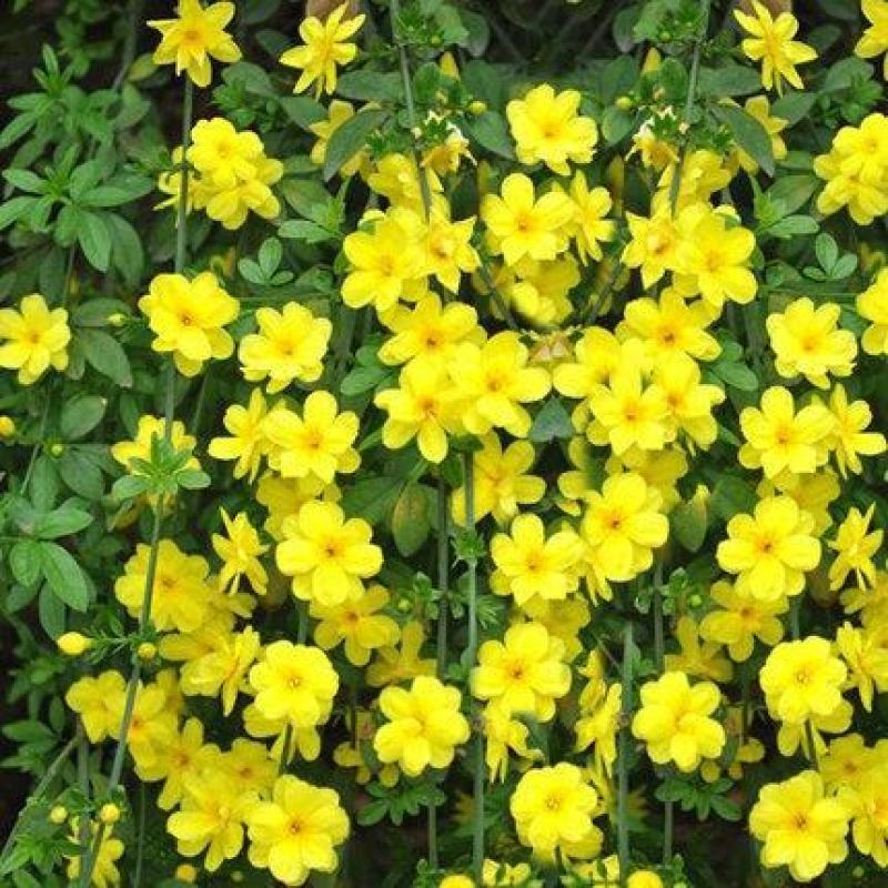 迎春花爬藤植物云南黄馨盆栽长春花苗常青开花护坡花卉爬山虎