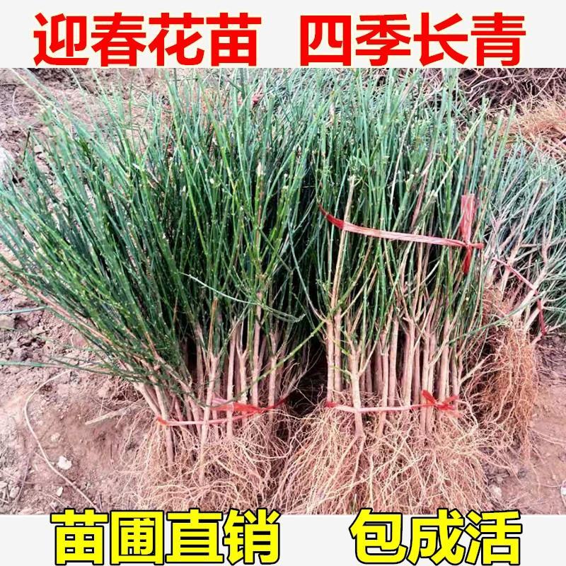 迎春花爬藤植物云南黄馨盆栽长春花苗常青开花护坡花卉爬山虎