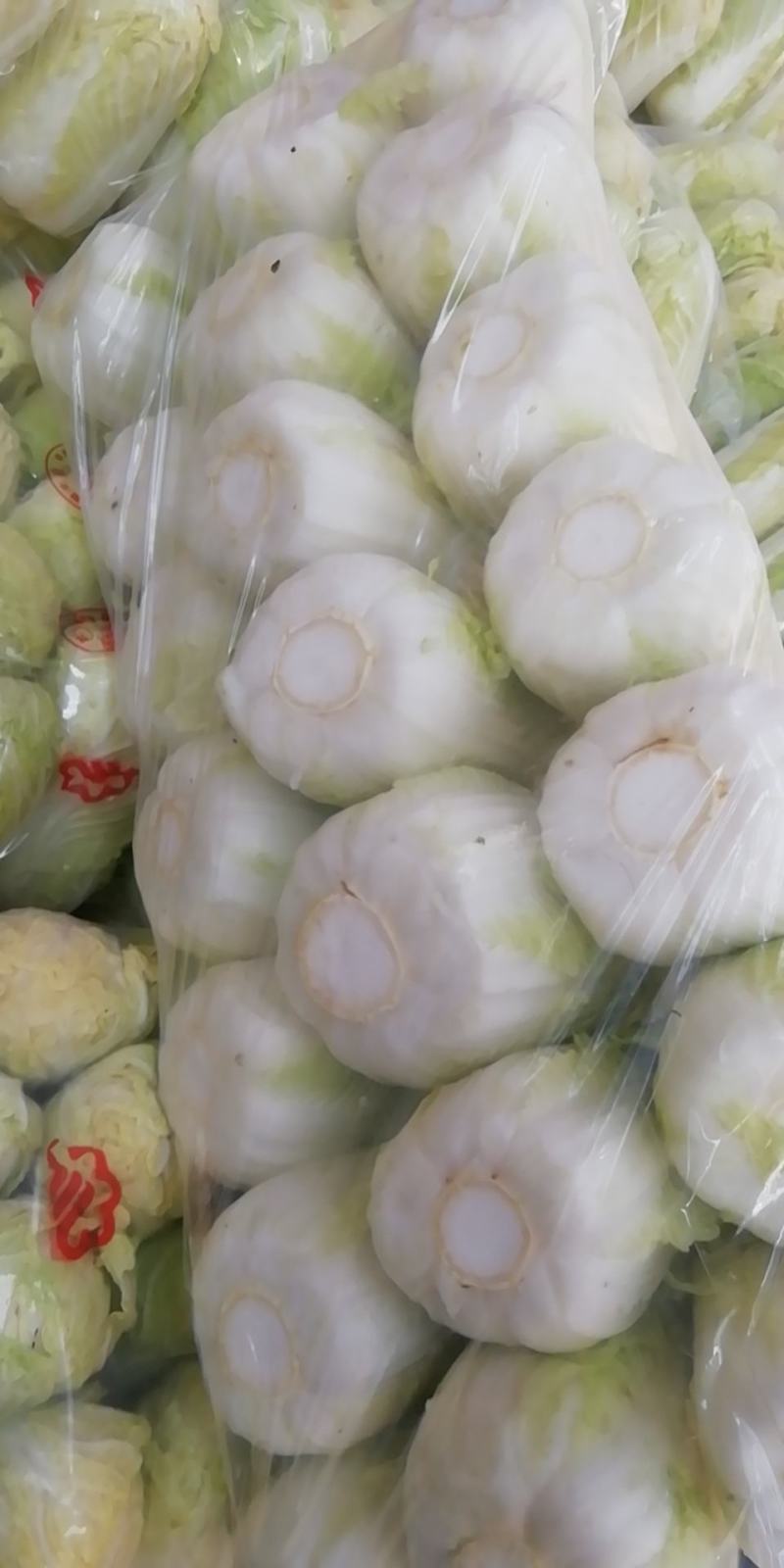 冷库娃娃菜谭家秦丰合作社