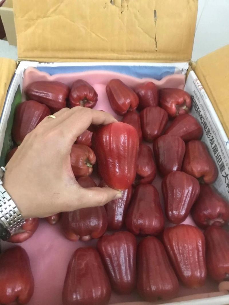 海南黑金刚莲雾【一件代发】电商平台微商代理社区团购落地配