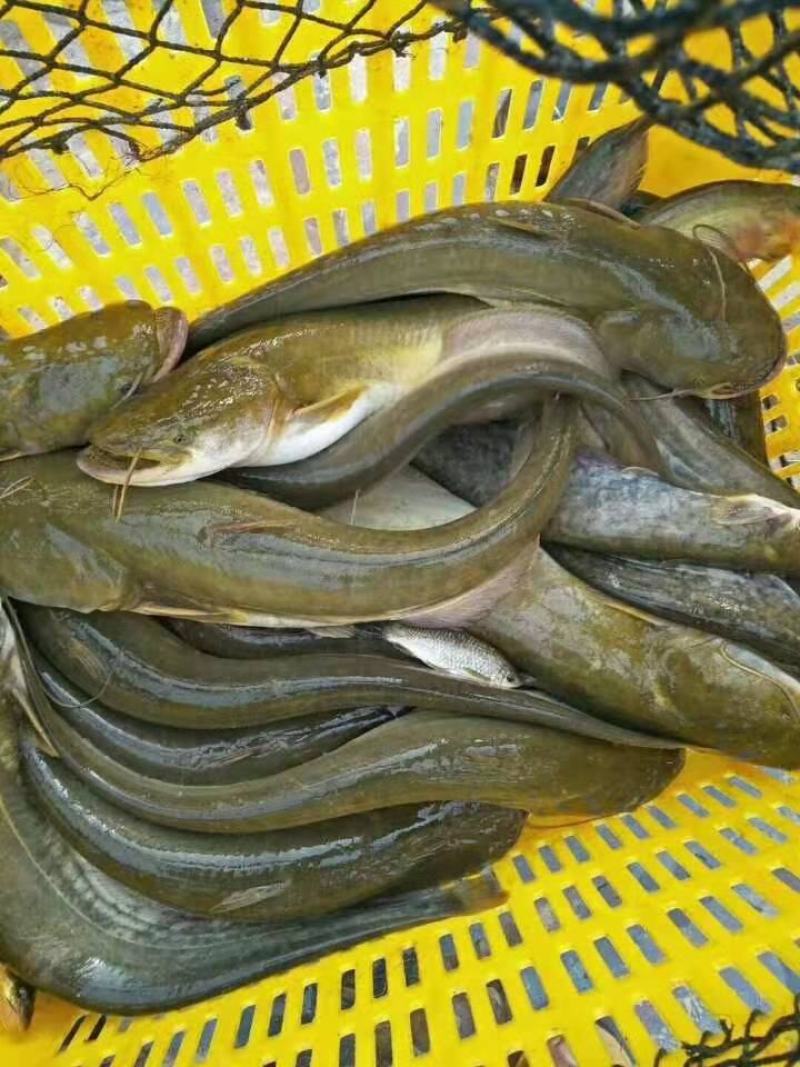 鲤鱼：淡水鱼类：精品鲤鱼，放钩精品