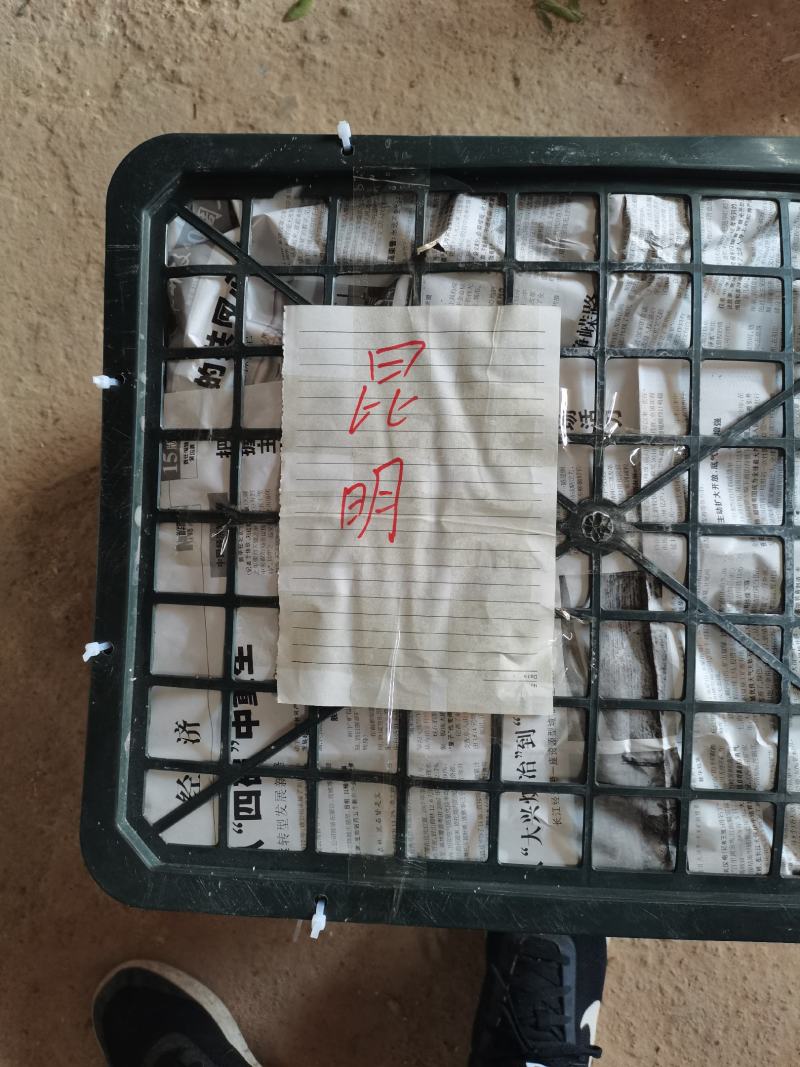 越南有籽柠檬，每天有量，价格详聊，可发全国