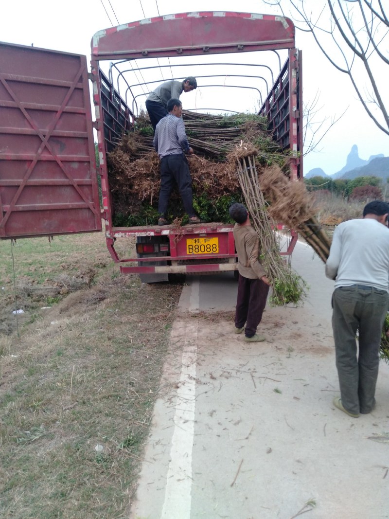 大量供应各种规格罗汉松，占地罗汉松，2到3公分的、绿化苗