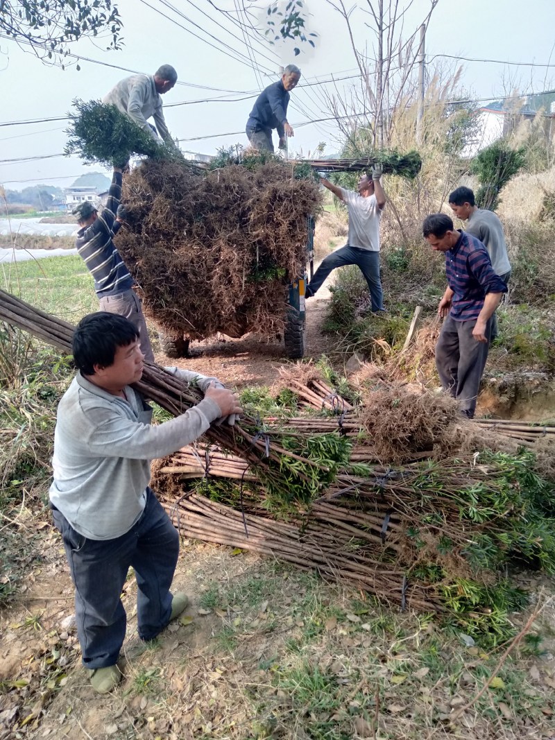 大量供应各种规格罗汉松，占地罗汉松，2到3公分的、绿化苗