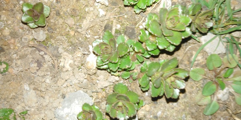 养心菜，费费菜苗，有喜欢，需要的朋友，请在一亩田联系我