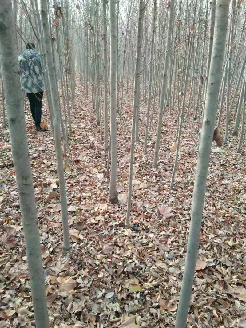 白腊3公分的至十几公分的都有