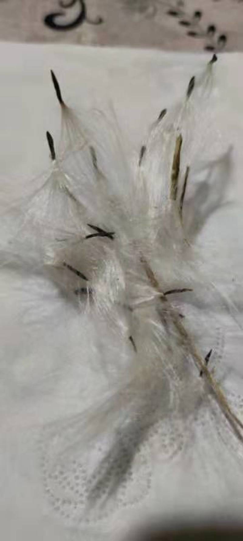 杠柳种子，产地质量有保障，芽率有保障。
