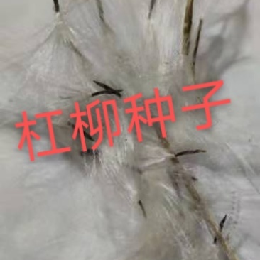 杠柳种子，产地质量有保障，芽率有保障。