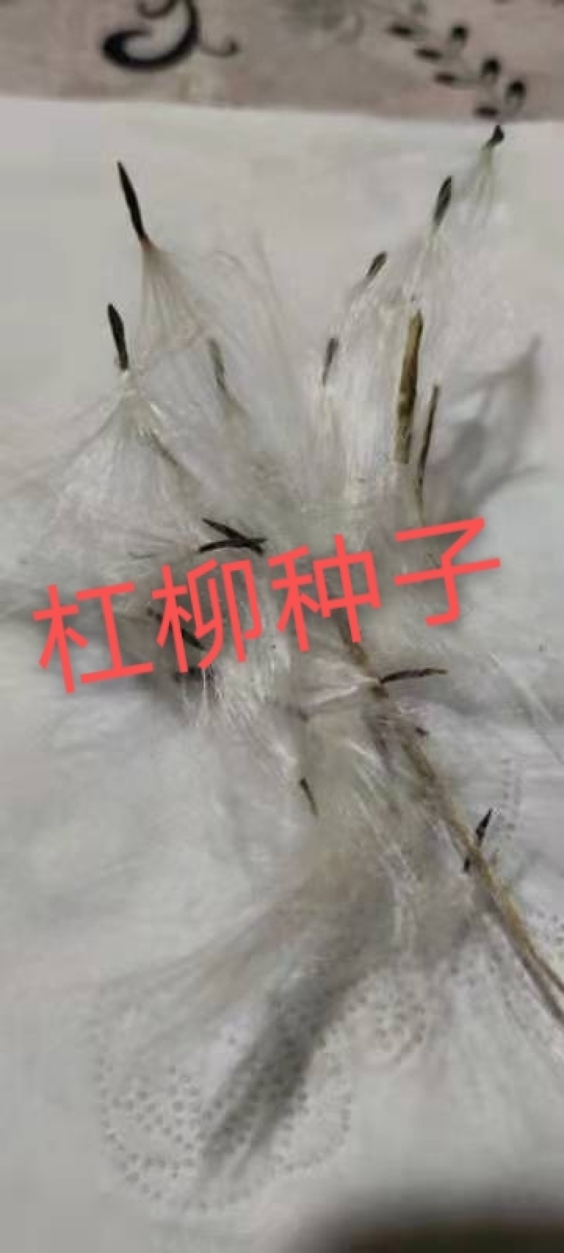 杠柳种子，产地质量有保障，芽率有保障。