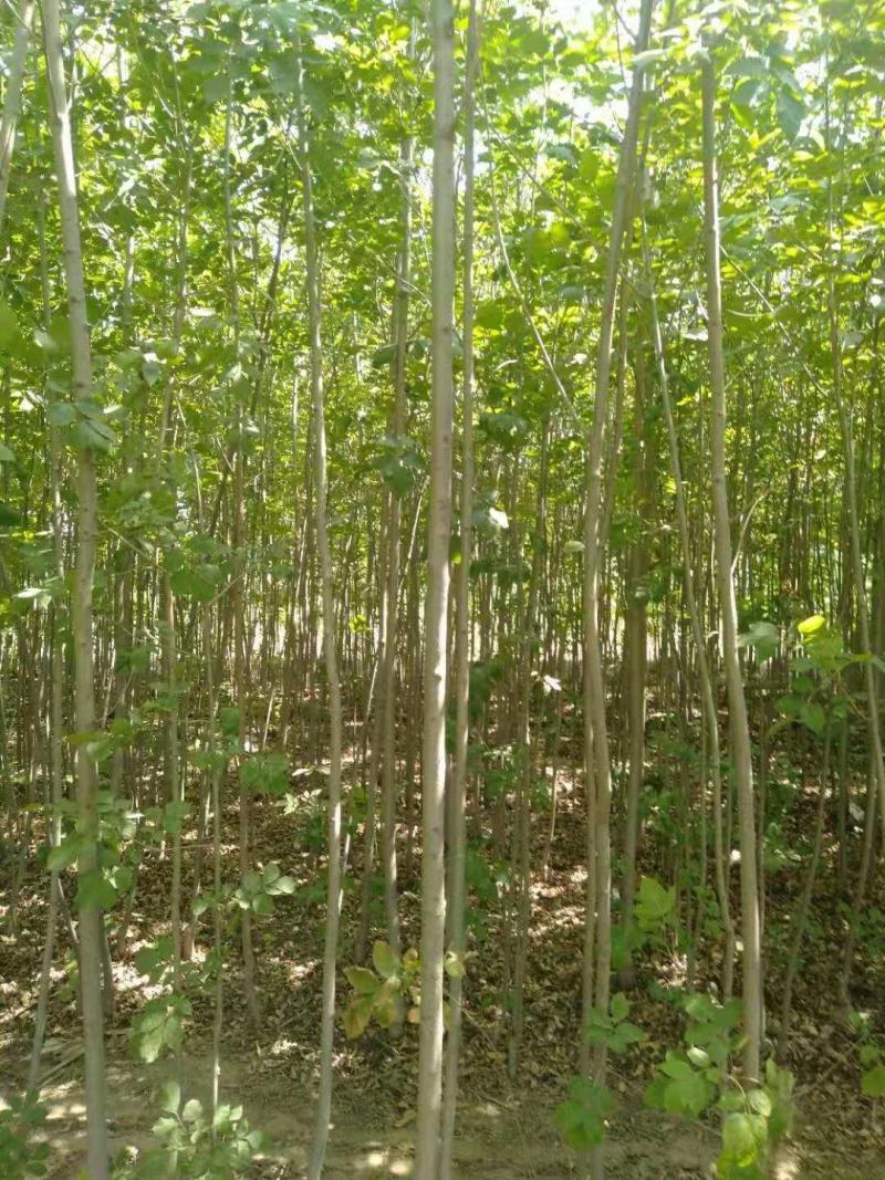 白腊3公分的至十几公分的都有