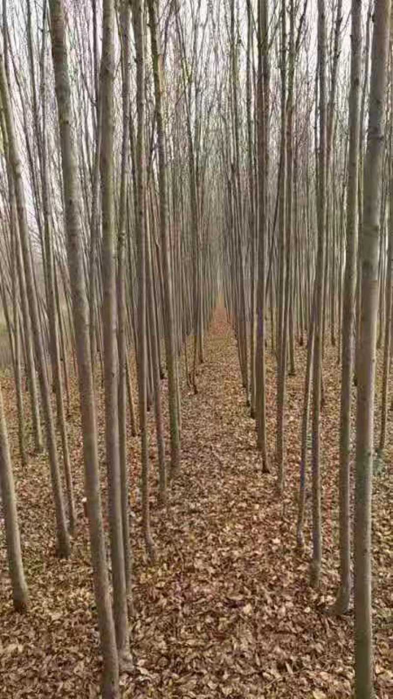 白腊3公分的至十几公分的都有