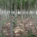 白腊3公分的至十几公分的都有