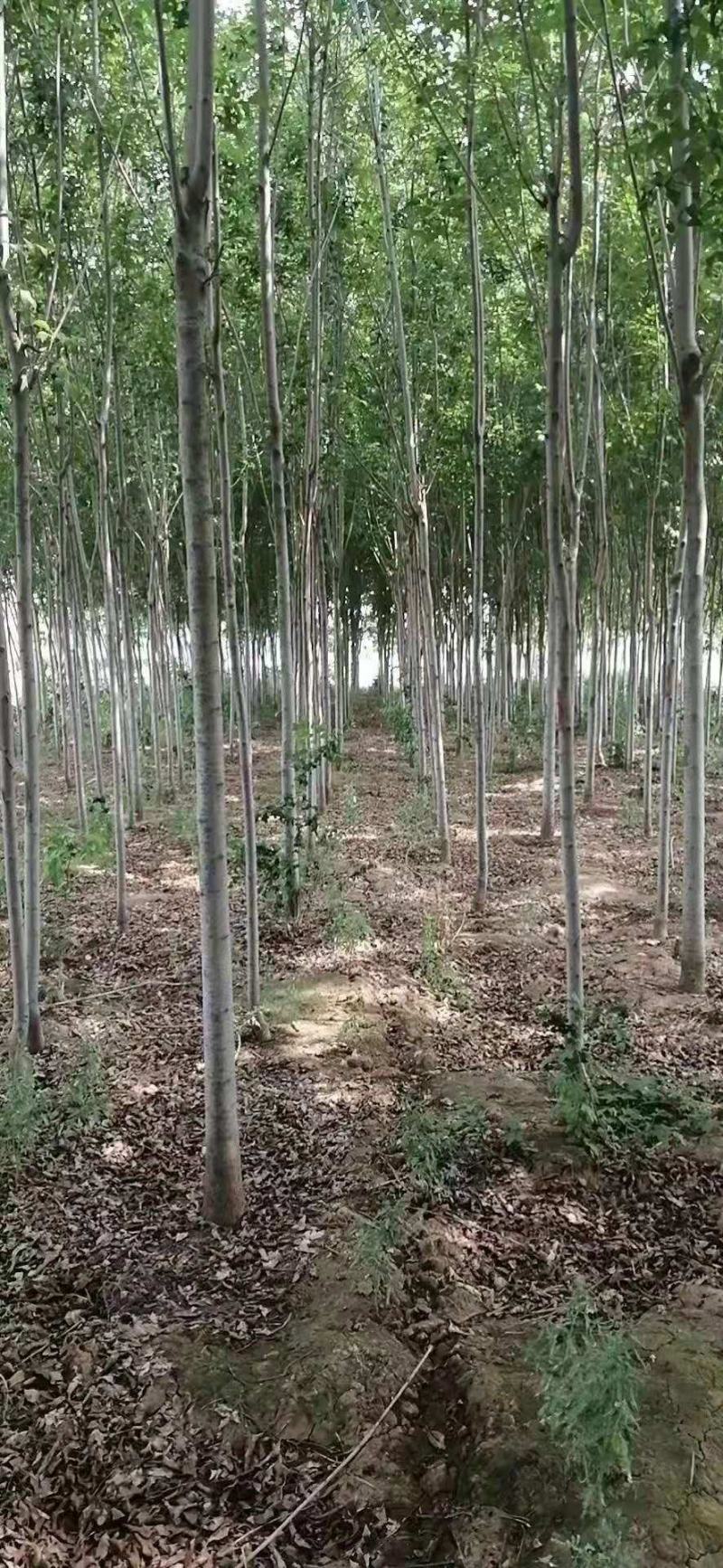 白腊3公分的至十几公分的都有