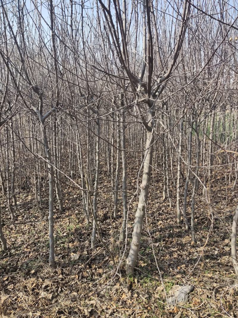 出售海棠1公分至十几公分的都有