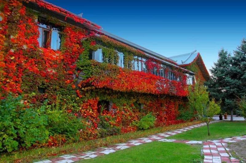 爬山虎苗爬藤植物爬墙攀援花卉庭院阳台盆栽四季常青秋季红色