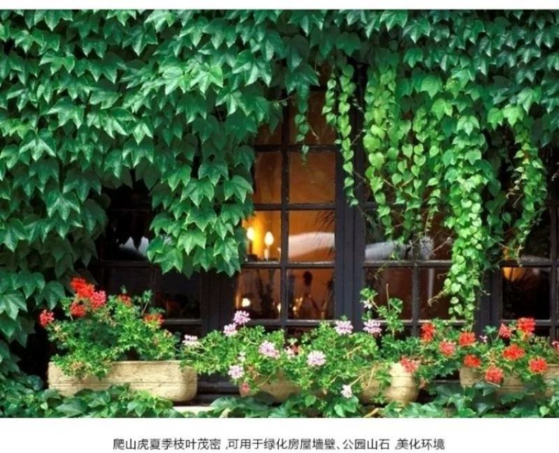 爬山虎苗爬藤植物爬墙攀援花卉庭院阳台盆栽四季常青秋季红色