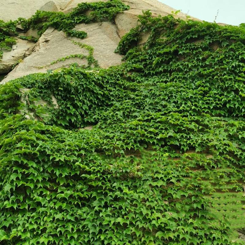 爬山虎苗爬藤植物爬墙攀援花卉庭院阳台盆栽四季常青秋季红色