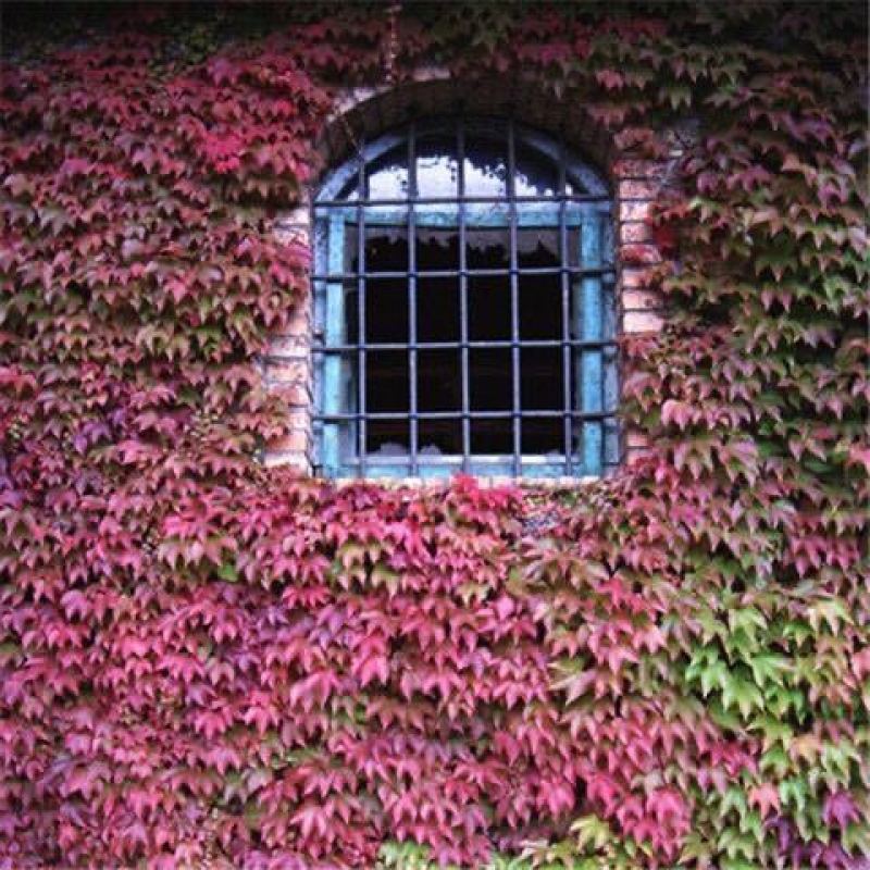 爬山虎苗爬藤植物爬墙攀援花卉庭院阳台盆栽四季常青秋季红色