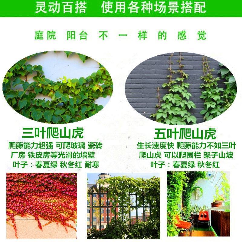 爬山虎苗爬藤植物爬墙攀援花卉庭院阳台盆栽四季常青秋季红色