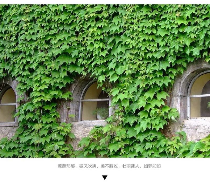 爬山虎苗爬藤植物爬墙攀援花卉庭院阳台盆栽四季常青秋季红色