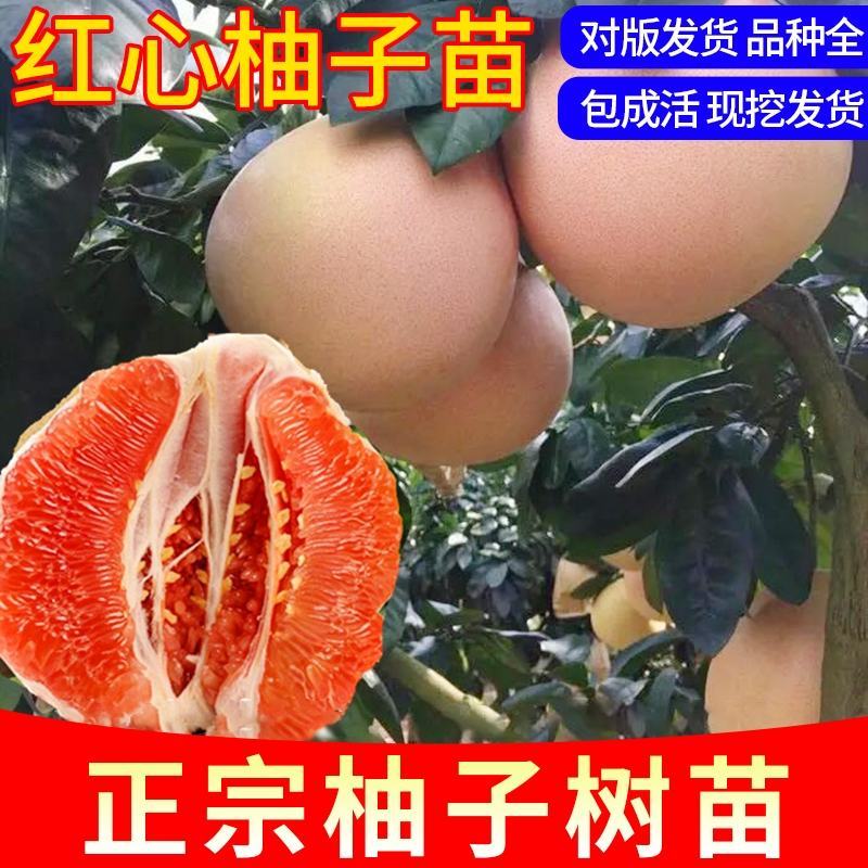 果树苗三红蜜柚子树苗沙田蜜柚红心柚子苗嫁接苗橘树苗桔子树